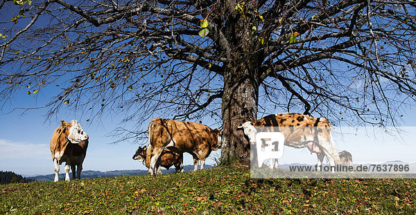 Tree  trunk  Blappach  Emmental  Fleckvieh  Simmental cattle  canton Bern  Bern  cow  cows  lime-tree  dairy  Switzerland  Europe  Simmentaler Fleckvieh  Simmental cattle  large leaved lime  limetree  trunk  Trubschachen  cattle