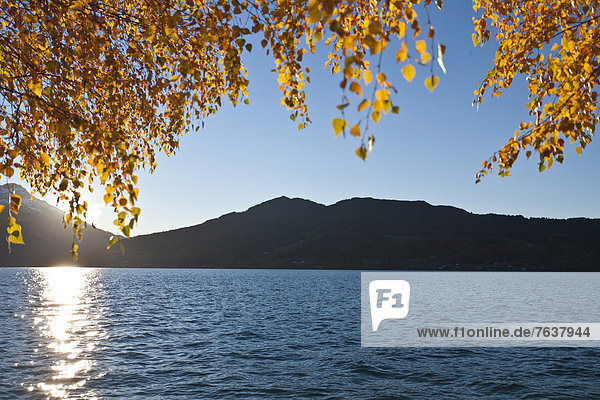 Attersee  lake  mood  autumn  west shore  east shore  Steinerkirchen  Höllengebirge  Upper Austria  Austria  Europe  foliage  leaves  sun