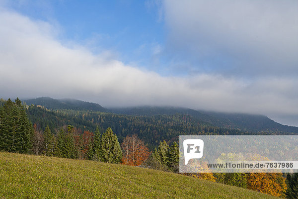 mood  autumn  Bad Goisern  Upper Austria  Austria  Europe  Bright  foliage  fog  mood  wood  forest