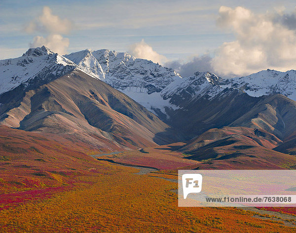 Vereinigte Staaten von Amerika  USA  Nationalpark  Farbaufnahme  Farbe  Außenaufnahme  Landschaftlich schön  landschaftlich reizvoll  Berg  Tag  Amerika  Wolke  Landschaft  niemand  Natur  ungestüm  Herbst  Denali Nationalpark  Alaska  freie Natur  Tundra
