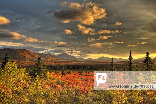 Vereinigte Staaten von Amerika  USA  Nationalpark  Farbaufnahme  Farbe  Außenaufnahme  Landschaftlich schön  landschaftlich reizvoll  Berg  Tag  Amerika  Wolke  Baum  Landschaft  niemand  dramatisch  Natur  ungestüm  Herbst  Denali Nationalpark  Alaska  freie Natur  Tundra