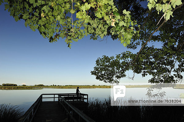 Nationalpark  Außenaufnahme  Wasser  Frau  Sonnenuntergang  Baum  Teich  Reise  Holzweg  Vogelbeobachtung  Sumpf  Pelee  Ontario  Kanada  Abenddämmerung  Leamington  Ontario  freie Natur