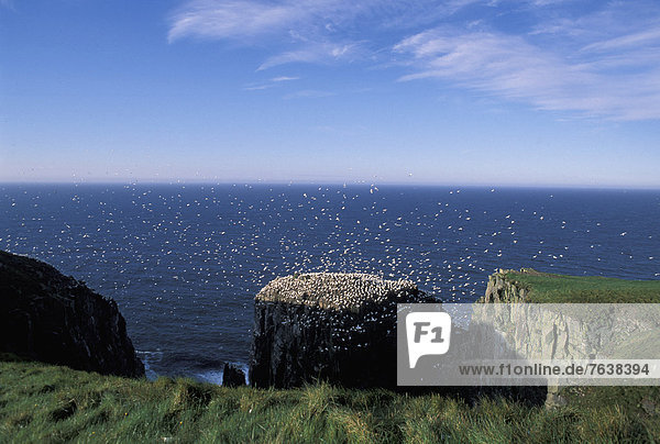 Northern Gannets  gannets  Morus Bassanus  Cape St. Mary's  Ecological  Reserve  Newfoundland  Canada  flock  cliff  birds  green  ocean
