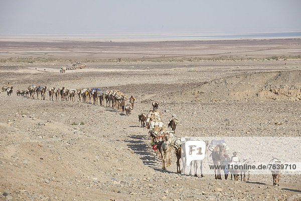 Karawane  Esel  Transport  Wüste  Kamel  Afrika  Campingwagen  Dallol  Äthiopien  Speisesalz  Salz  Salzsee  Straßenverkehr