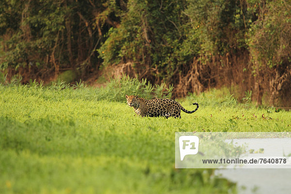 Flussufer  Ufer  Jaguar  Panthera onca  Tier  Säugetier  Brasilien  Jaguar  Pantanal  Raubtier