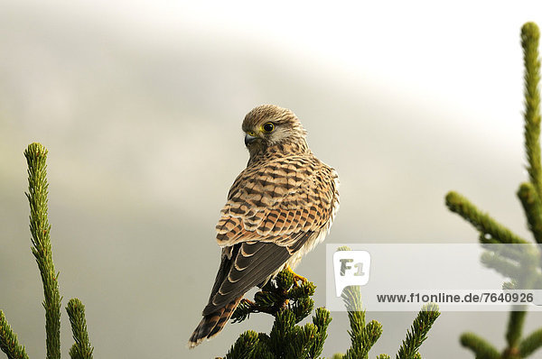 Common Kestrel  Falco tinnunculus  Falconidae  Falcon  bird of prey  raptor  bird  animal  Andeer  Canton  Grisons  Switzerland