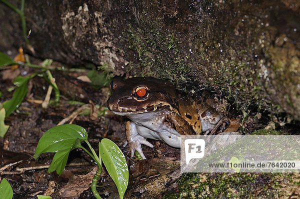 Ochsenfrosch  Rana catesbeiana  Tropisch  Tropen  subtropisch  Tier  ungestüm  Amphibie  Frosch  Punkt  braun  Costa Rica  Wildtier