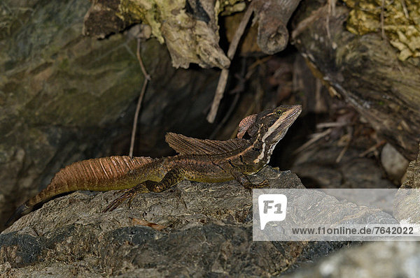 Lizard Maquenque National Wildlife Refuge Costa Rica