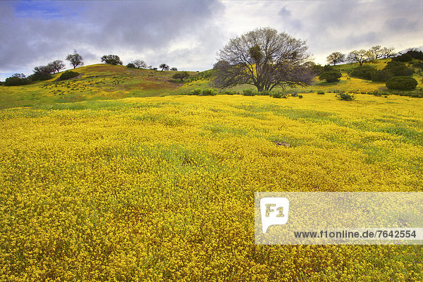 Vereinigte Staaten von Amerika  USA  Amerika  Landschaft  Hügel  blühen  Wildblume  Jahreszeit  Kalifornien  National Monument