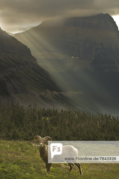 USA  United States  America  Montana  wildlife  landscape  nature  field  ram  animal  sheep