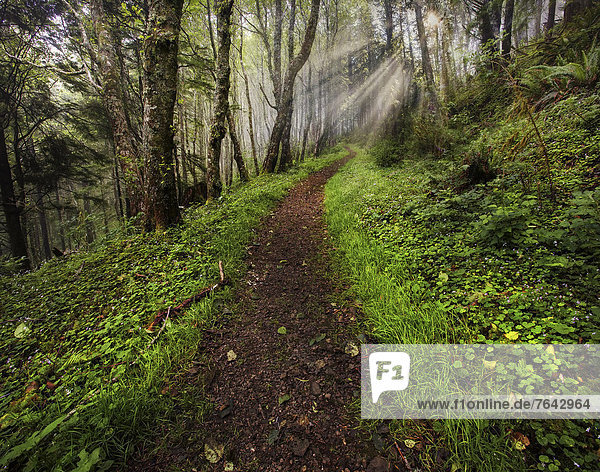 USA  United States  America  Oregon  Neskowin  Cascade Head  Preserve Area  forest  green  path  pathway  walkway  trail