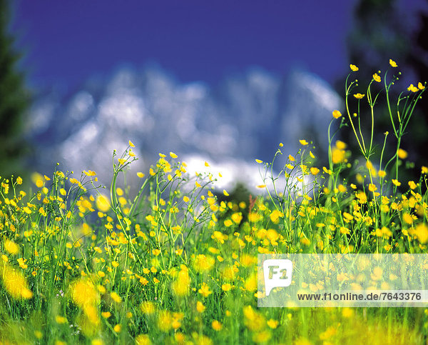 Blumenwiese  Europa  Berg  Sommer  gelb  Himmel  Gesundheit  grün  Natur  Alpen  blau  Wiese  Gras  sauber  Löwenzahn  Arlbergpass  Arlberg  Österreich  Frische  Tirol