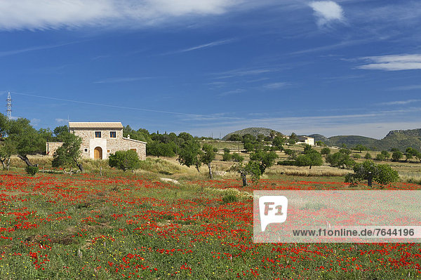 Blumenwiese Außenaufnahme Landschaftlich schön landschaftlich reizvoll Herrenhaus Europa Tag Blume niemand Natur Mallorca Mohn Balearen Balearische Inseln Finca Spanien