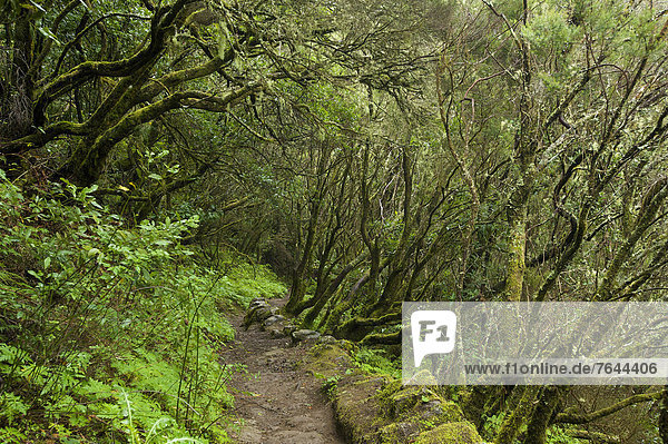 Nationalpark Naturschutzgebiet Außenaufnahme Europa Tag niemand Wald Holz Kanaren Kanarische Inseln La Gomera Spanien