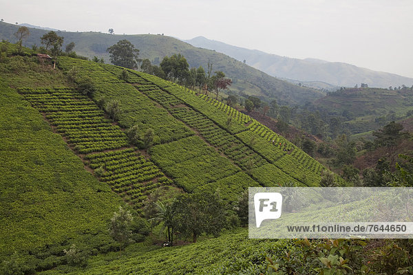 Ostafrika Nationalpark Berg Landschaft Landwirtschaft Plantage Afrika Tee Uganda