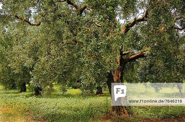 Turkey-Anatolia- Olive trees by Iznik  the former Nicea.