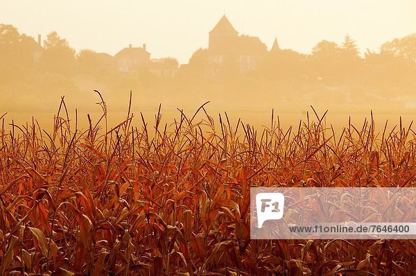 Mais  Zuckermais  Kukuruz  Frankreich  über  Sonnenaufgang  Herbst  Aquitanien  Dordogne