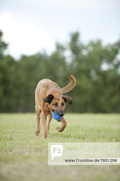 Hund  Ball Spielzeug  Mischling  apportieren