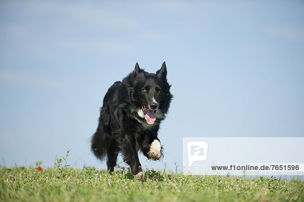 Border Collie running across a meadow