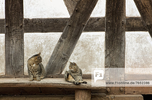 Two cats in front of an old house front  half-timbered wall  17th century  Germany  Europe
