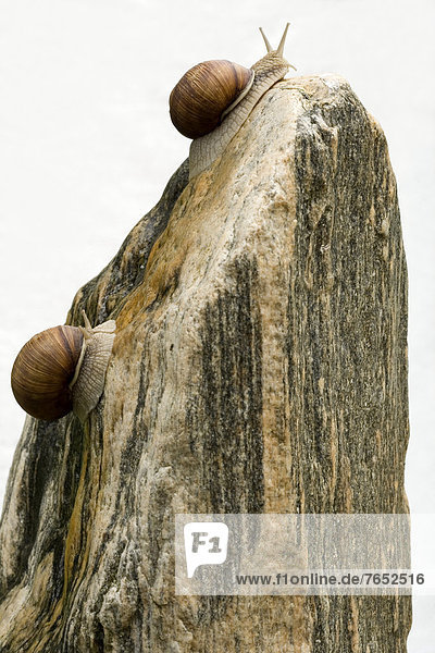 2  Schnecke  Gastropoda  Burgund  klettern  Granit