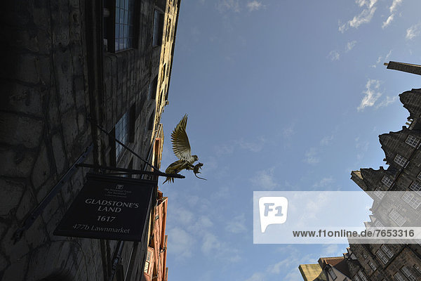 Victorian town houses  row of commercial buildings with a sculpture of a golden bird catching a mouse  Royal Mile  Edinburgh  Scotland  United Kingdom  Europe