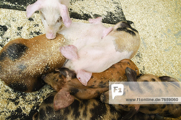 Schweine im Stall