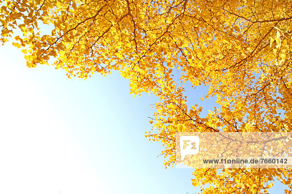 Yellow leaves and blue sky