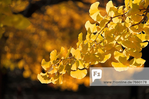 Yellow leaves