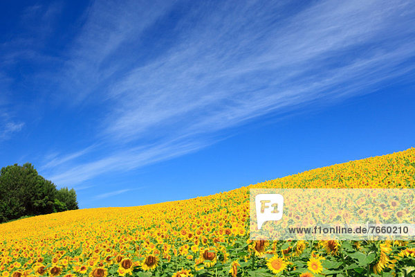 Sonnenblume  helianthus annuus  Wolke  Himmel  Feld  blau
