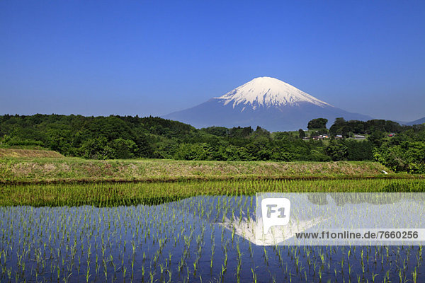 Mount Fuji reflected in a rice field