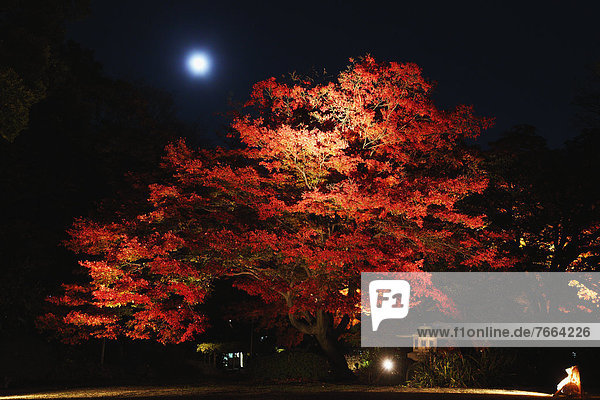 Night illumination at Rikugien garden  Tokyo