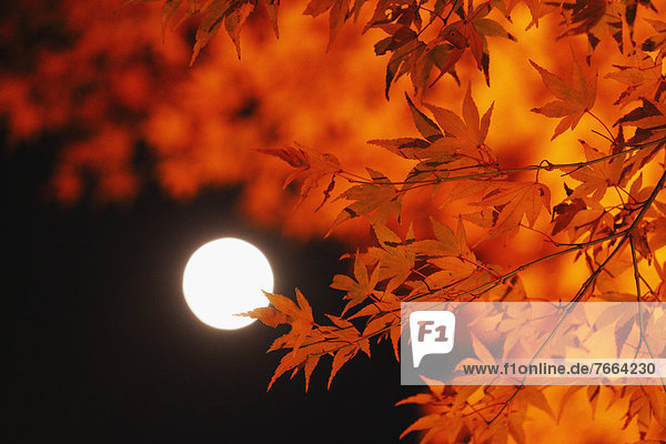 Red maple leaves and full moon