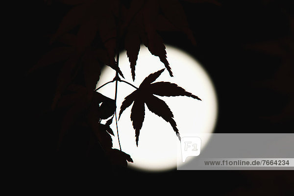 Maple leaves and full moon
