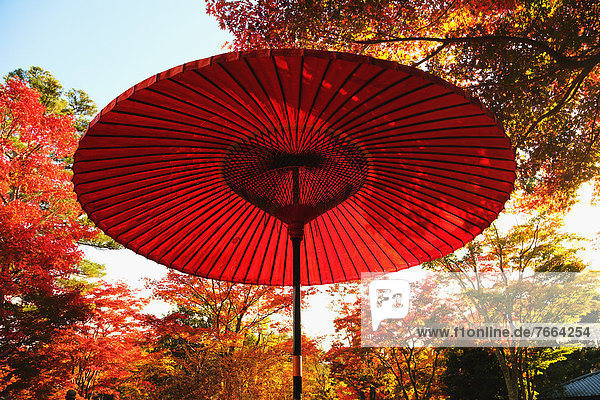 Red paper parasol at Showa Kinen Park  Tokyo