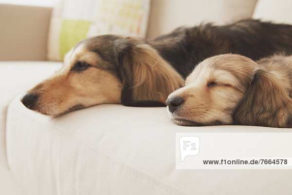Hund  Couch  Mutter - Mensch  Welpe