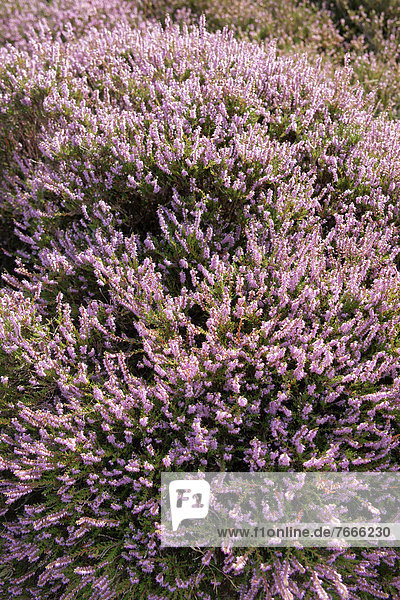 Erika  Heidekraut (Calluna vulgaris)