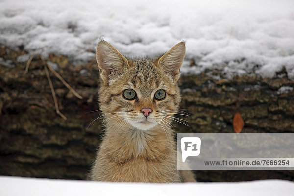 Wildkatze (Felis silvestris)  junger Kater schaut zwischen schneebedeckten Baumstämmen hervor
