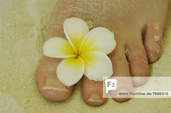 Frauenfuß im Sand mit Blüte zwischen den Zehen