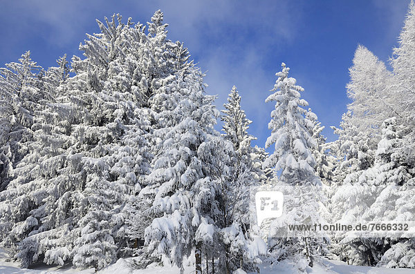 Schneebedeckte Fichten (Picea abies) und Lärchen (Laryx decidua)