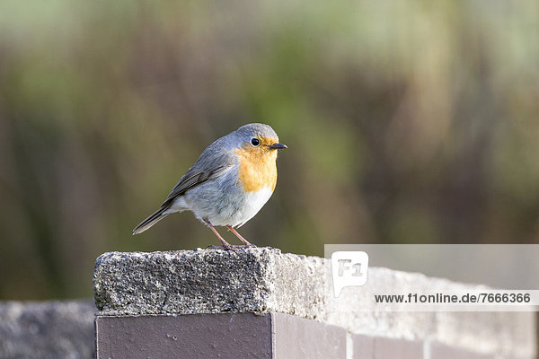 Robin (Erithacus rubecula)  perched on a stone wall