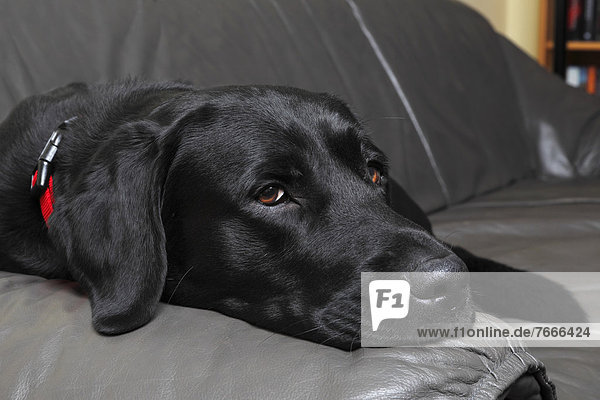 Schwarzer Labrador Retriever  Rüde liegt auf Ledercouch im Wohnzimmer