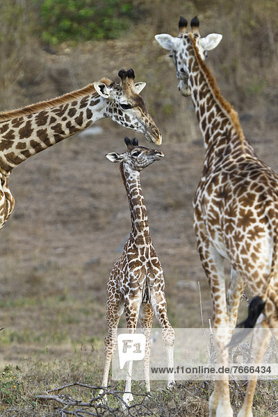 Massaigiraffen (Giraffa camelopardalis) mit Jungtier