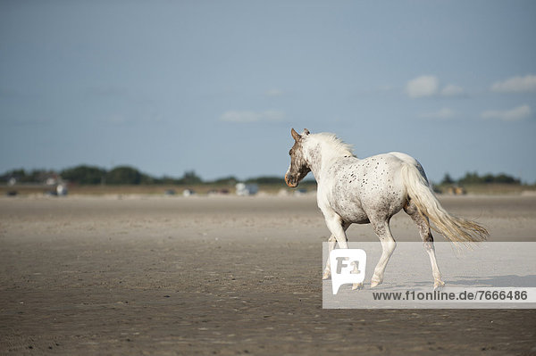 Pony trotting on the beach  St Peter Ording  Schleswig-Holstein  Germany  Europe
