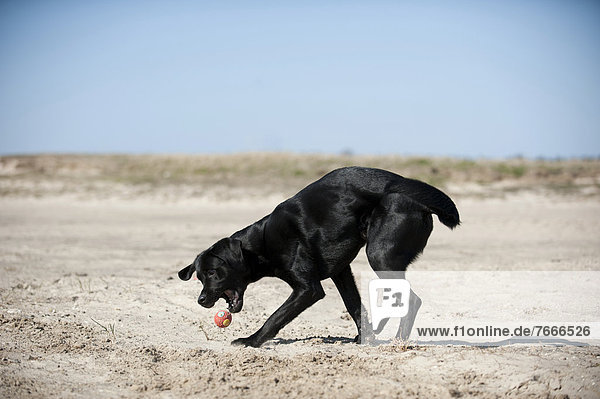 schwarz Labrador Ball Spielzeug Retriever spielen