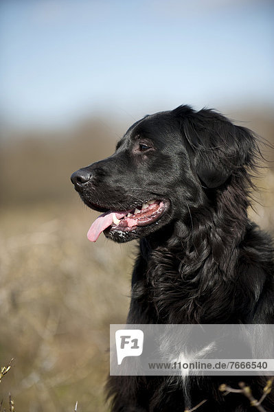 Schwarzer Mischlingshund  Portrait