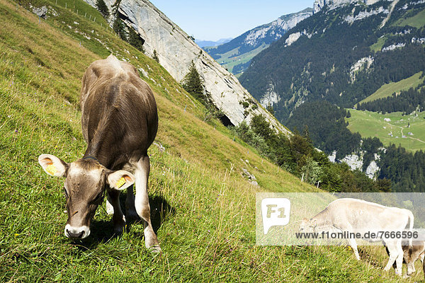 Alpine pasture with cows  above Seealpsee Lake  Wasserauen  Appenzell Innerrhoden  Appenzell Inner Rhodes  Switzerland  Europe  PublicGround