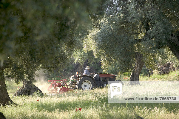 Farmer auf Traktor bei Arbeit im Olivenhain am unteren Rand des Eels Ports Massivs bei Horta de Sant Joan Katalonien Spanien Europa