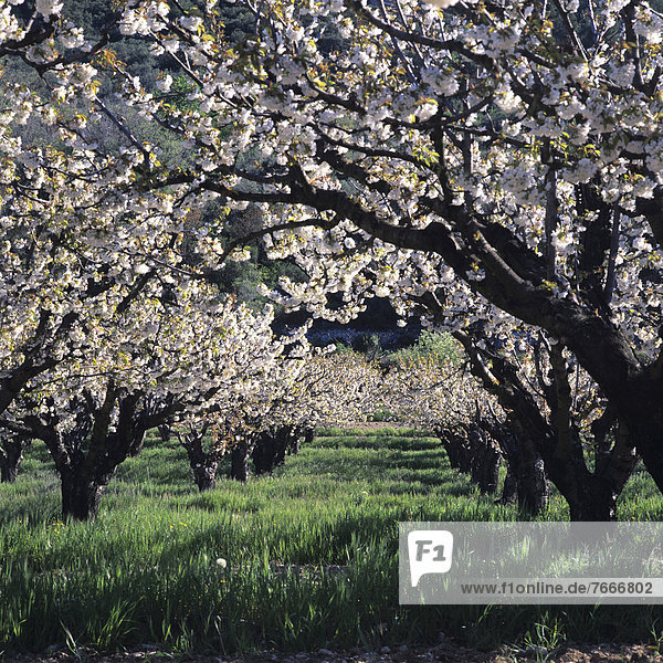 Kirschbäume in Blüte DrÙme ProvenÁale Provence-Alpes-CÙte d'Azur Frankreich Europa