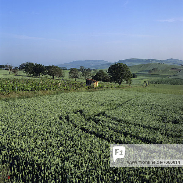 Agrarlandschaft  Limagne-Ebene  Puy de Dome  Auvergne  Frankreich  Europa